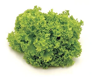 MARUL YESIL LOLOROSSO